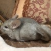 Шилла