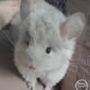 Плюш
