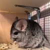 Илай