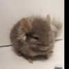 Леон