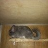 Мина