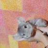 Василина