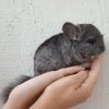СИ Марсианин