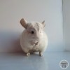 Амодей Гекс