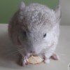 Фунтик