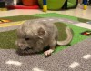 Фунтик в День рождения