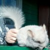 Чеширский Кот