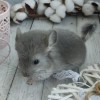 Альянс