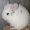 Челси Милагро Минера