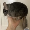 Ковид нем