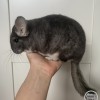 Корона нем