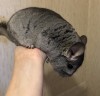 3 мес