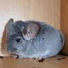 Люрикс 