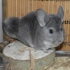 Уна