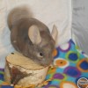 Мануил