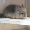 Тихон 