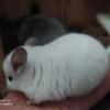 Снежинка