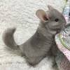 Капелька
