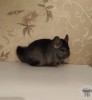 Средний НА НФ 50 НС