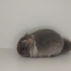 Капучино