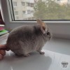 Альма Гекс