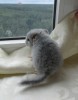 3 недели