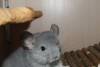 2 мес