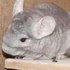 Корнелия Манго