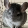 Бенигна НКПА НГолдбар 