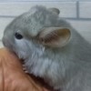 Карина
