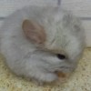 Катрин