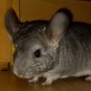 Локки