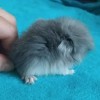 Каспий Ми