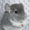 Амиго