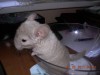 1 месяц 12 дней