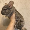 Бо