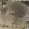 Мика
