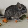 Милош