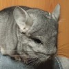 Пончик
