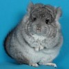 Бэмби