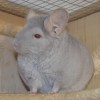 Каяна Чил