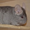 Зория Чил