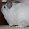 АХ Дарий