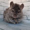 Мотя