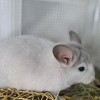 АС Лордон