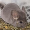 АС Лилиан