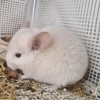 АС Гордения Голдбар