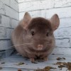 филя