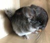 Юшик Кор