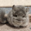Анис 